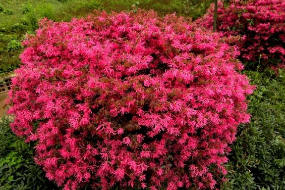 花箱植物 红花檵木球