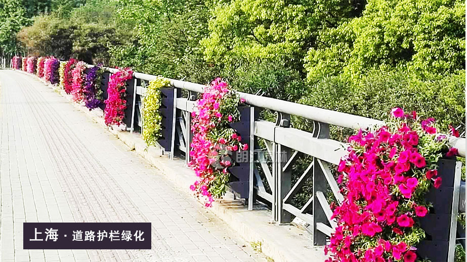 上海道路護欄綠化案例