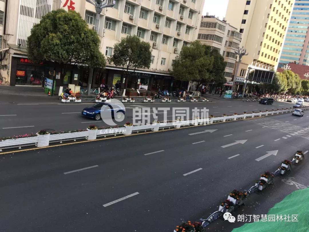 道路中央隔离绿化